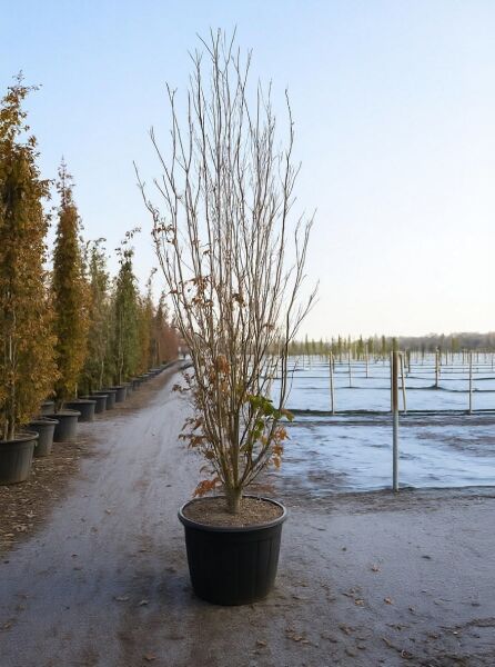 Chinesischer Blumen-Hartriegel (Cornus kousa var. chinensis) 300–350 cm, mehrstämmiger Strauch im Container C110.