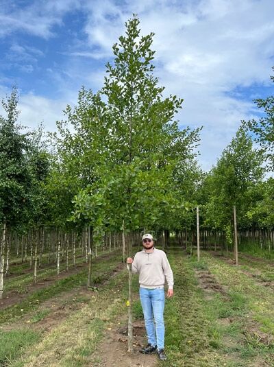 Alnus glutinosa (Schwarz-Erle/Rot-Erle) Hochstamm 18–20 StU mit Drahtballen, Baum im Feld mit Stamm und Krone.