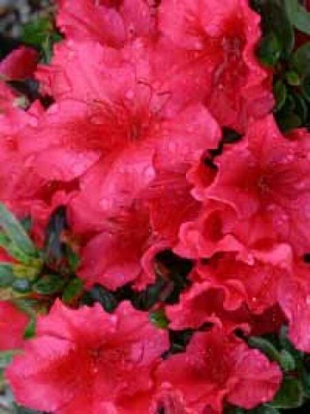 Rhododendron obtusum 'Vuyk's Scarlet' / Japanische Azalee 'Vuyk's Scarlet'