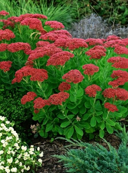 Sedum telephium 'Herbstfreude' / Großes Fettblatt 'Herbstfreude' mit fleischigen grünen Blättern und roten Blütendolden
