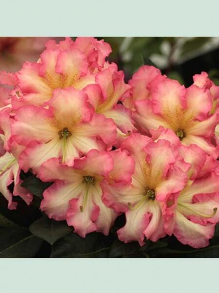 Rhododendron Hybride 'Melrose Flash' / Rhododendron 'Melrose Flash'