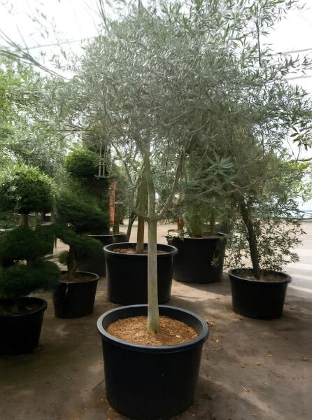 Olea europaea (Olivenbaum) Halbstamm 18-20 STU C110 im Topf mit schlankem Stamm und silbrig-grünem Laub.