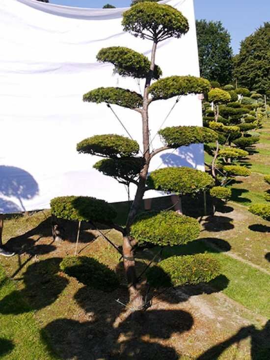 dracena sanderiana Dracaena 'Sanderiana' — The Gardeners' Choice