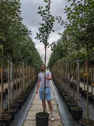 Malus domestica 'Notaris' / Apfel 'Notaris' Hochstamm im Container, schlanker Stamm mit grünen Blättern, angebunden an Stützstab.