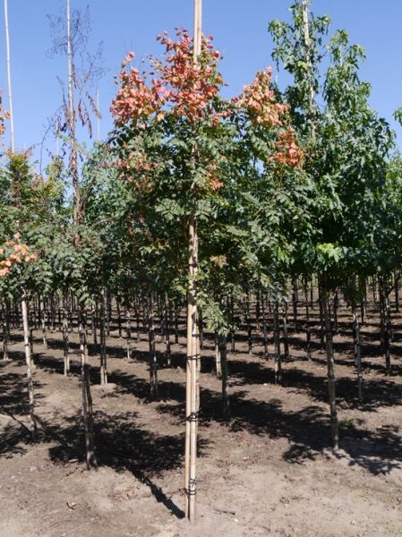 Koelreuteria paniculata (Blasenesche) Hochstamm 12-14 StU mit Drahtballen, Baum mit grünen Blättern und Fruchtständen