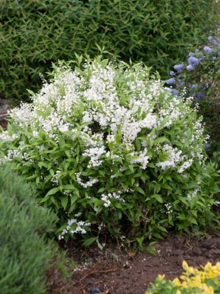 Maiblumenstrauch / Zierliche Deutzie / Deutzia gracilis