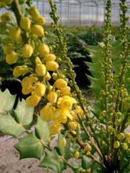 Mahonia bealei 'Hivernant' / Schmuckblatt-Mahonie 'Hivernant' / Lederblatt-Mahonie 'Hivernant'