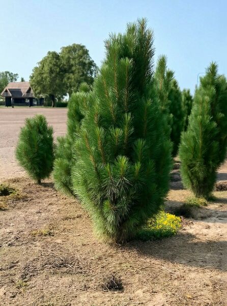 Pinus nigra 'Fastigiata' / Säulen-Schwarz-Kiefer, schlank aufrecht wachsend, dunkelgrüne Nadeln, 200-250 cm, mit Db.