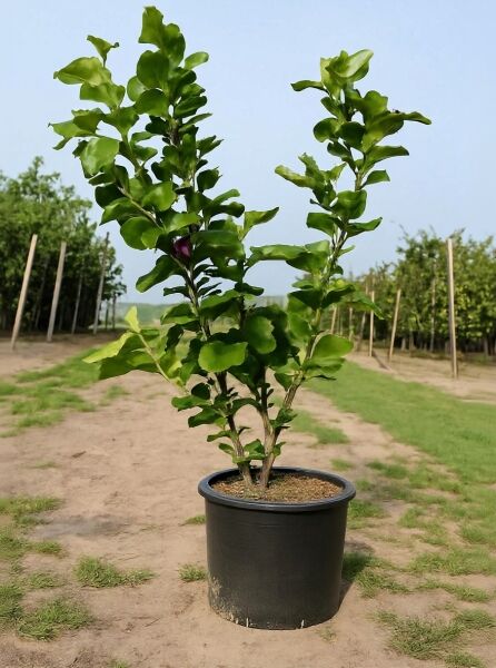 Magnolia soulangiana 'Lennei' / Tulpen-Magnolie 'Lennei' 125-150 cm C35 im Container, mehrtriebig mit grünem Laub