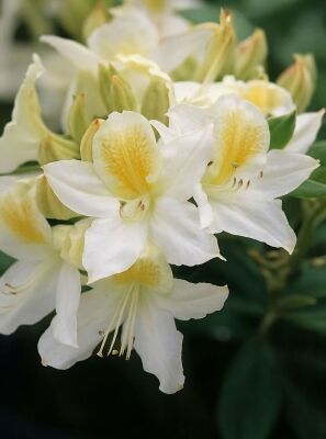 Gelb blhende Rhododendron und Azaleen gnstig kaufen