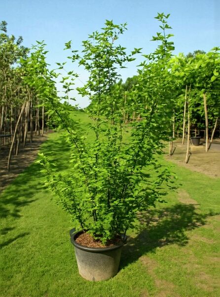 Laburnum watereri 'Vossii' (Edel-Goldregen) 150-175 cm C35, im Container, mehrtriebiger Strauch mit grünem Laub