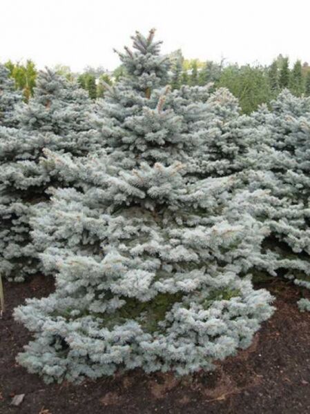 Stech-Fichte 'Montgomery' / Picea pungens 'Montgomery'
