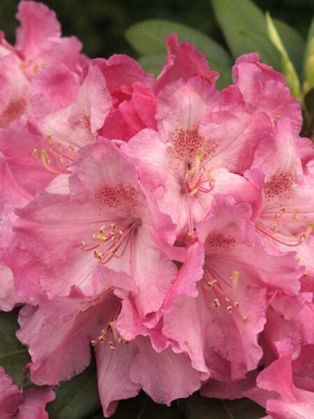 Rhododendron 'Ratibor' / Rhododendron insigne 'Ratibor'
