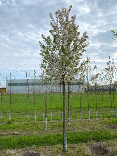 Zierapfel 'Professor Sprenger' / Zierapfel 'Professor Sprenger'