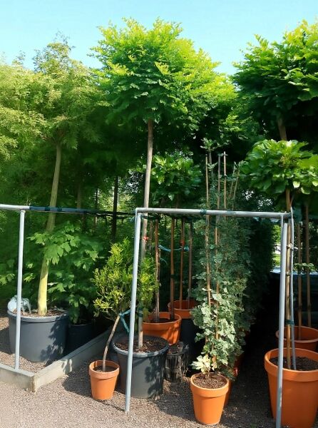 Robinia pseudoacacia 'Umbraculifera' / Kugel-Robinie, Kugel-Akazie 200 cm Stamm 10-12 StU im Container, Hochstamm mit Kugelkrone