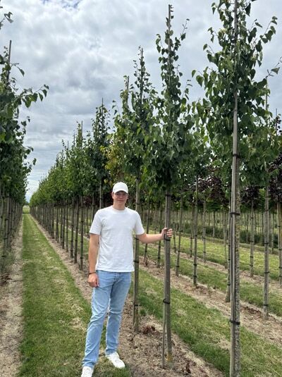 Winter-Linde Tilia cordata 'Greenspire' Hochstamm 8-10 StU mit Ballen, junger Baum mit geradem Stamm und grünen Blättern