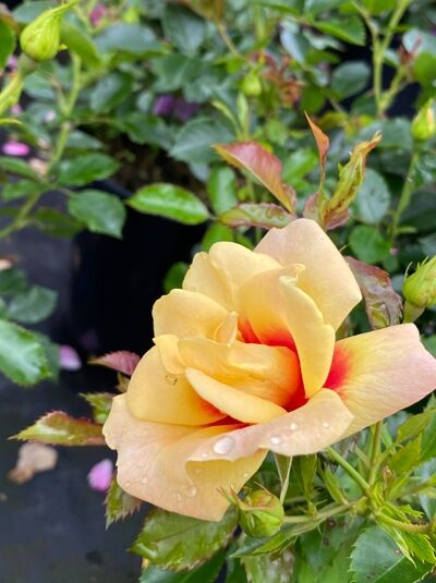 Strauchrose Rosa Glorios Babylon Eyes mit gelber Blüte und rötlichem Zentrum, grüne Blätter und Knospen am Trieb.