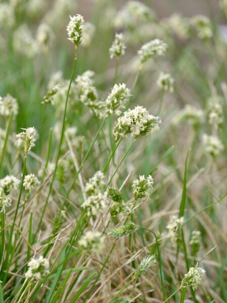 Kalk-Blaugras / Sesleria albicans