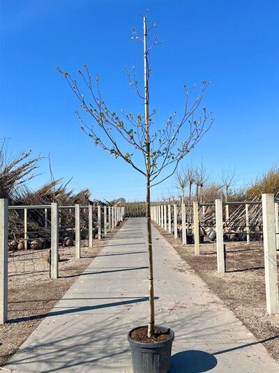 Pagoden-Hartriegel (Cornus controversa) Hochstamm 10-12 StU im Container, schlanker Stamm mit verzweigten Ästen und kleinen Knospen.