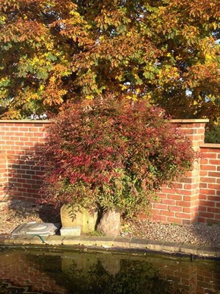 Heiliger Bambus / Himmelsbambus / Nandina domestica