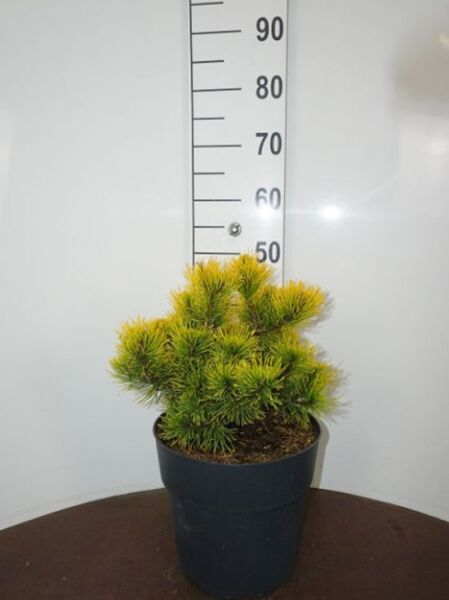 Pinus mugo 'Wintergold' / wintergelbe Zwerg-Bergkiefer, 25–30 cm breit, im Topf C10 mit gelbgrünen Nadeln.
