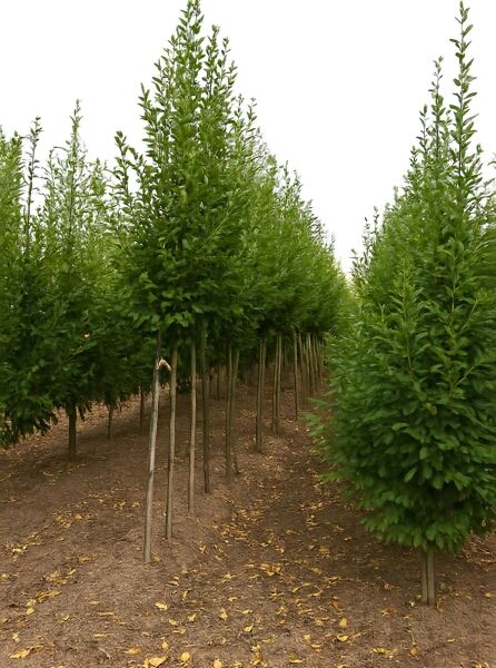 Carpinus betulus (Hainbuche/Weißbuche) Hochstamm 10-12 StU mit Drahtballen, Reihe junger Bäume in der Baumschule.