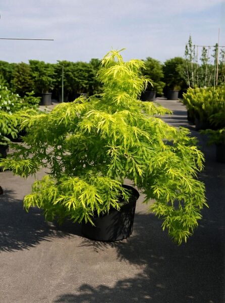 Sambucus nigra 'Lemon Lace' / Schwarzer Holunder 'Lemon Lace', 100-125 cm, C20, im Topf mit fein geschlitztem hellgrünem Laub