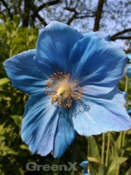 Blauer Scheinmohn / Blauer Scheinmohn