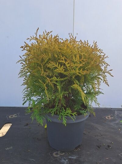 Thuja occidentalis 'Golden Globe' / Lebensbaum 'Golden Globe', 20-25 cm C2, kugeliger Nadelstrauch im Topf