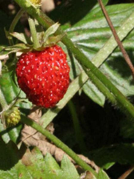 Walderdbeere / Fragaria vesca