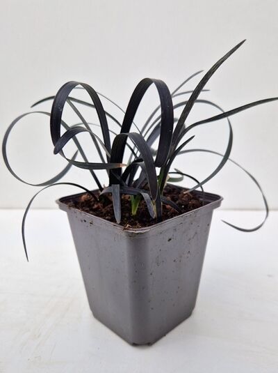 Ophiopogon planiscapus 'Nigrescens' (Schwarzer Schlangenbart) im P9-Topf, dunkle grasartige Blätter als kompakter Horst.