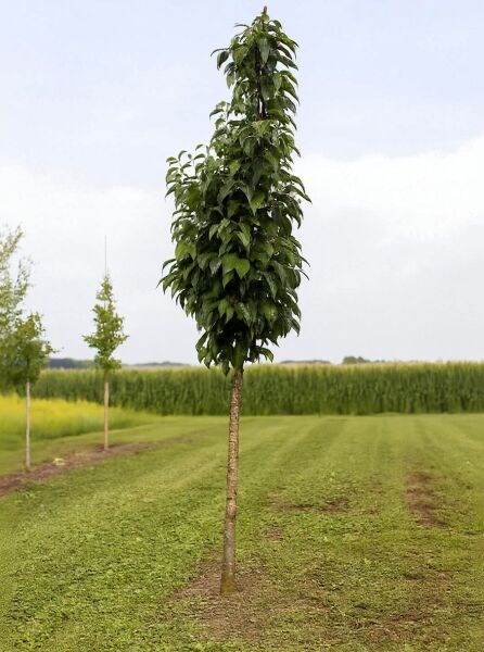 Prunus serrulata 'Amanogawa' / Säulen-Zierkirsche 'Amanogawa' Hochstamm 18-20 StU, schlanker Stamm mit säulenförmiger Krone.