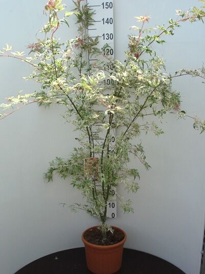 Japanischer Fächer-Ahorn Acer palmatum 'Tricolor', mehrstämmige Pflanze im Topf, 100-125 cm, C25, mit panaschierten Blättern.