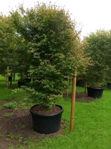 Japanischer Fächer-Ahorn Acer palmatum 'Ueno-yama', 250-300 cm, im Container C130, mehrstämmig mit grünem Laub.