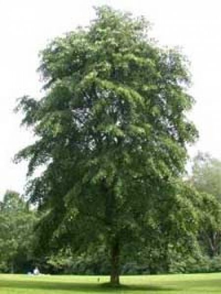 Tilia petiolaris / Hängende Silber-Linde