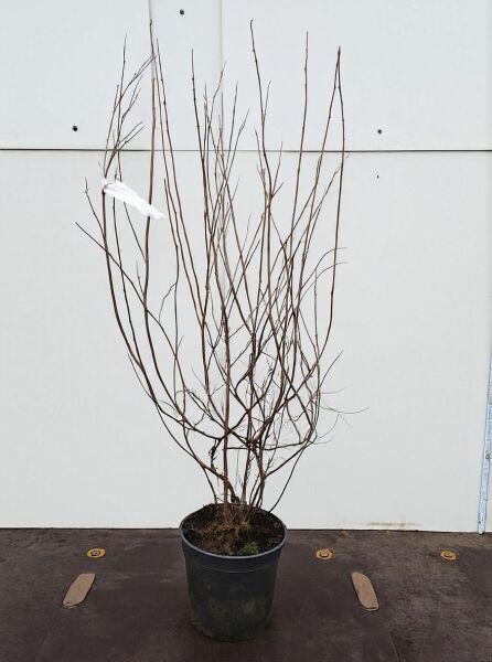 Salix repens nitida / Silberkriechweide 60-100 cm C5, mehrtriebiger Strauch im Container mit kahlen, aufrechten Zweigen