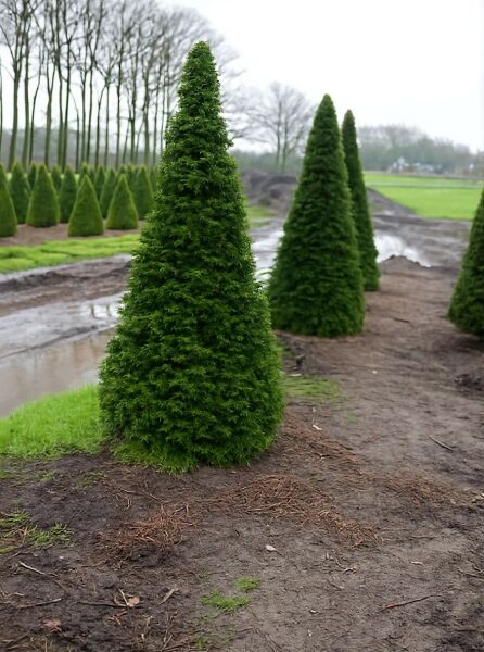Taxus baccata 'Kegel' / Heimische Eibe 'Kegel' als kegelförmiger Solitär im Feld, dichtgrün und kompakt gewachsen.