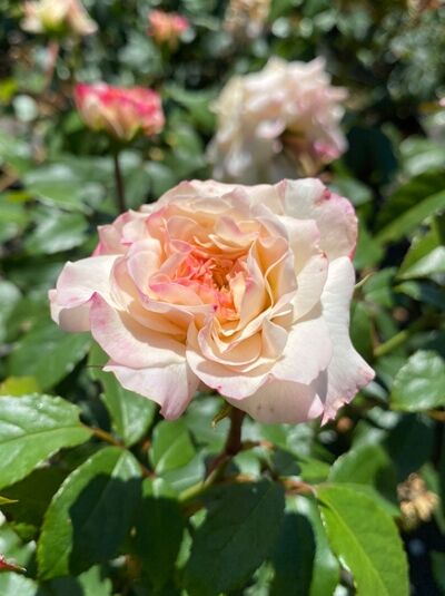 Rosa 'Alaska'® / Kletterrose 'Alaska'® mit gefüllter cremeweißer Blüte mit rosafarbenem Rand und grünen Blättern