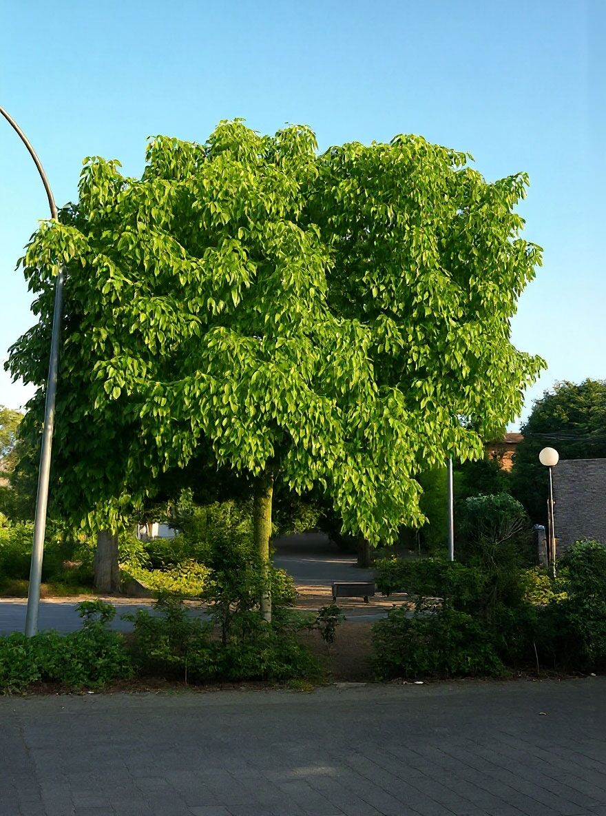 bambus im blumentopf Bambus Blumentopfhalter umweltfreundlich, handgefertigt, fair – Mayala Home