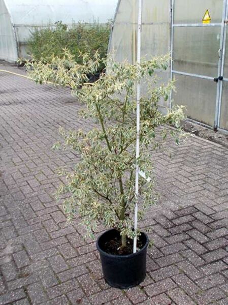 Wechselblättriger Hartriegel Cornus alternifolia 'Argentea', gelbgrün panaschiertes Laub, Strauch im Topf, 100-125 cm, C20