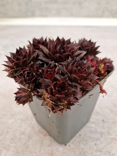 Sempervivum 'Rotkopf' / Hauswurz 'Rotkopf' P9 im Topf, dunkelrote Rosetten mit dichten, spitzen Blättern.