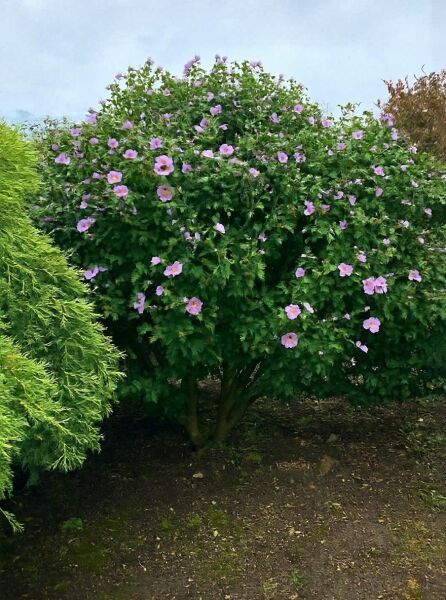 Garten-Eibisch (Hibiscus syriacus) 'Ardens' Solitär, großer Strauch mit rosa Blüten, 300–350 cm hoch, 200–300 cm breit