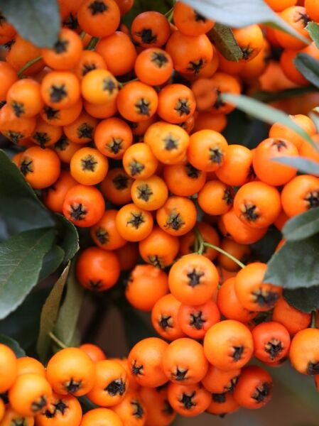 Feuerdorn 'Orange Charmer' / Pyracantha 'Orange Charmer'