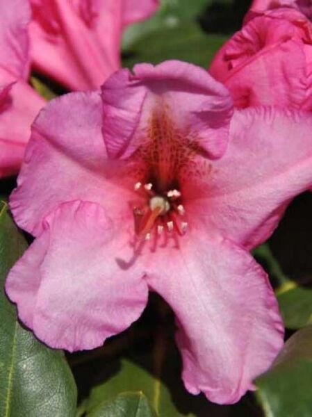 Rhododendron 'INKARHO Duke of York' / Rhododendron Hybride 'INKARHO Duke of York'