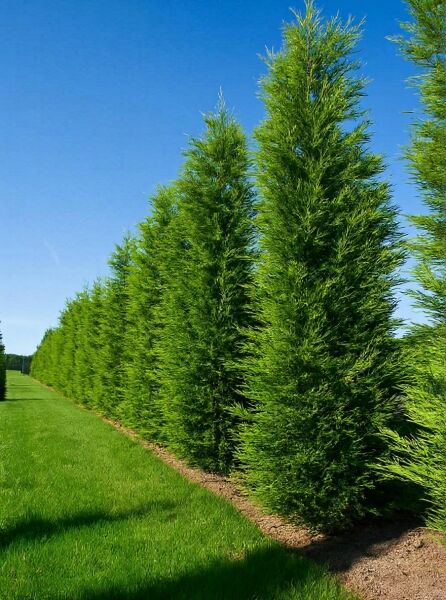 Cupressocyparis leylandii 'Castlewellan Gold' (Gelbe Riesenzypresse) als Heckenreihe, ca. 400–450 cm hoch, mit Ballen.