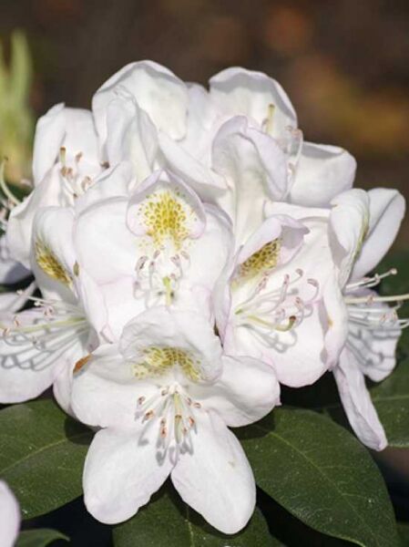 Rhododendron 'Madame Carvalho' / Rhododendron Hybride 'Madame Carvalho'