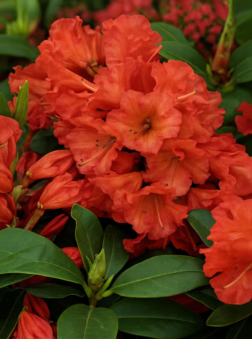 Rhododendron 'Chiwawa' - Rhododendron Hybride 'Chiwawa' - Baumschule  NewGarden