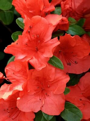 Orange blhende Rhododendron und Azaleen gnstig kaufen