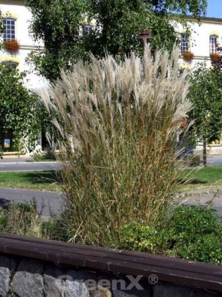 Chinaschilf 'Silberspinne' / Miscanthus sinensis 'Silberspinne'