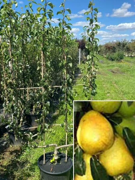 Pyrus communis 'Gute Luise' – Birne 'Gute Luise von Avranches' Doppel-U Spalier im Topf mit Laub und Früchten
